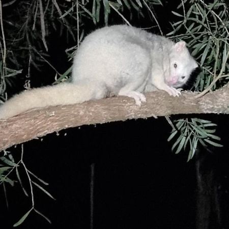 Bird Songs Getaway Accommodation Cabbage Tree Creek Exterior foto
